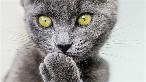 Download Wallpaper 1920x1080 Cat Paw Gray Glance Pet Funny Full Hd