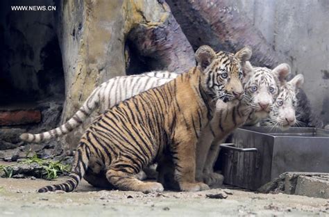 Rare Tiger Triplets With Different Colors Meet Public In E China Zoo Cgtn