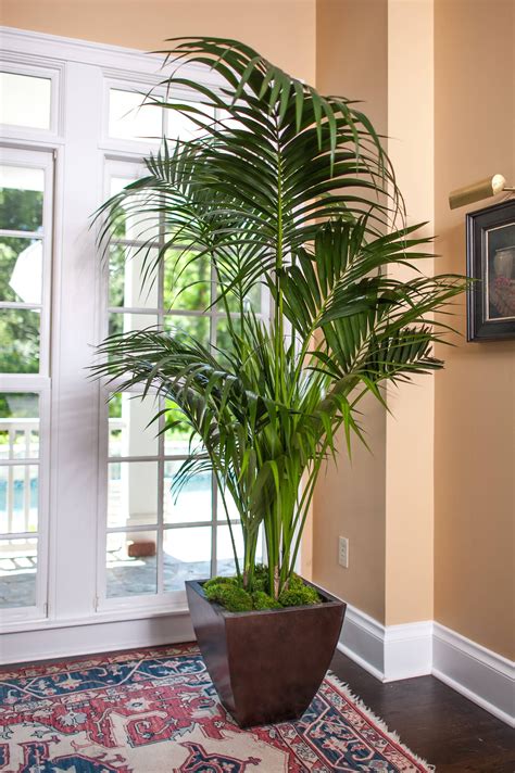 Florida Kentia Palm Easy House Plants Low Light House Plants Indoor