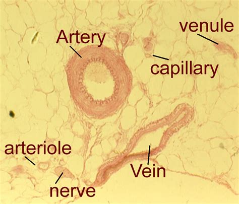 Arteries And Veins Histology