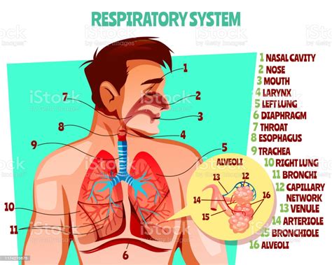 Human Respiratory System Vector Illustration Stock Illustration