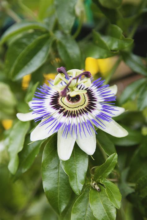Natural Foods With Valerian & Passion Flower | Healthfully
