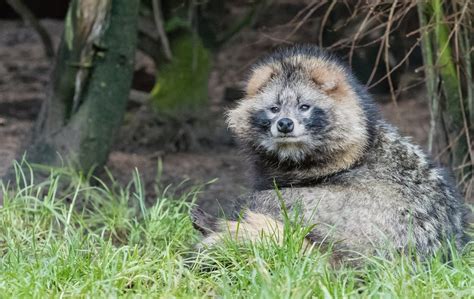 El Perro Mapache Conoce A Este Adorable Animal Wakyma