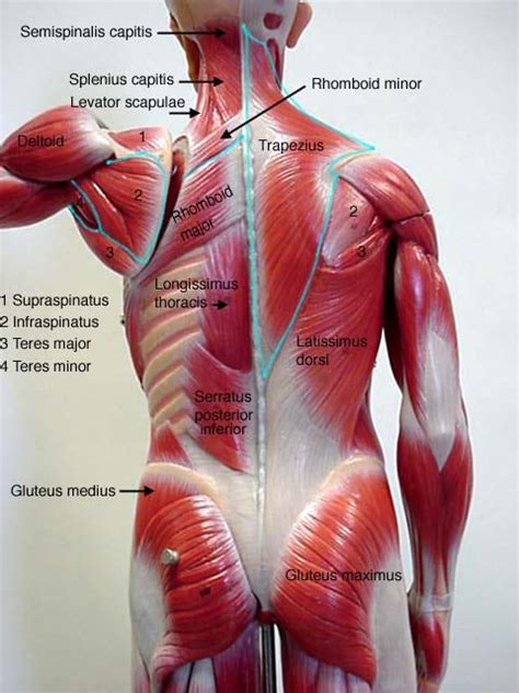 Start studying back body muscles. Anatomy- Muscle Actions - Biology 235 with Stern at San ...