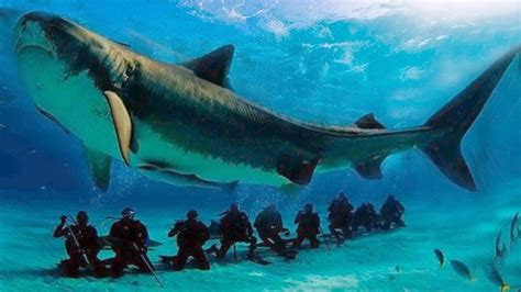 Megalodon Shark Proofevidence Pic Found 2018 Worlds Largest Shark