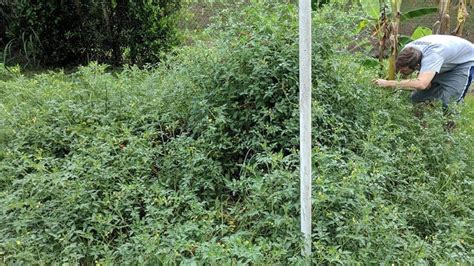 Growing Tomatoes In Central Florida