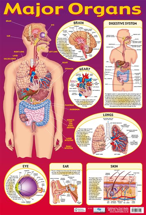 Posters Uk Major Organs Wholesale Wall Charts Free Delivery