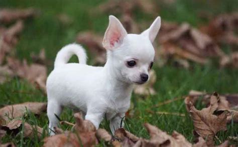 Teacup Chihuahua Puppy White