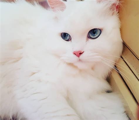 9 Beautiful White Cats And Kittens