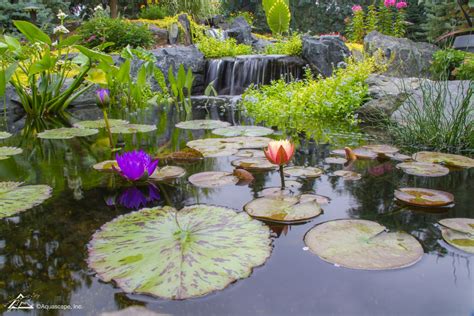 Top 10 Aquatic Plants For Water Features Ponds And Waterscapes