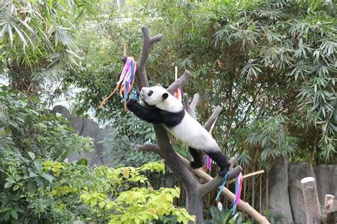 River Wonders Giant Pandas Jia Jia And Kai Kai To Extend Their Stay In