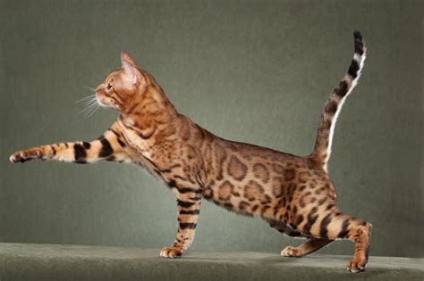 10 Unusual Cat Breeds We Cant Get Enough Of Page 2 Of 5