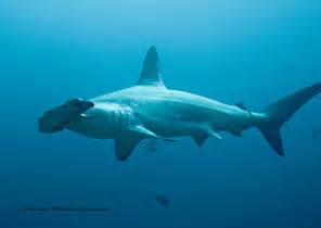 Nsw Acts To Protect Hammerhead Sharks Padi Aware
