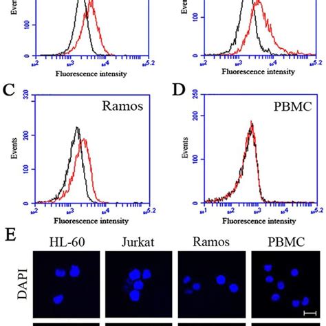 Binding Properties Of The Ab3 Aptamer The Bindings Of Fam Labeled