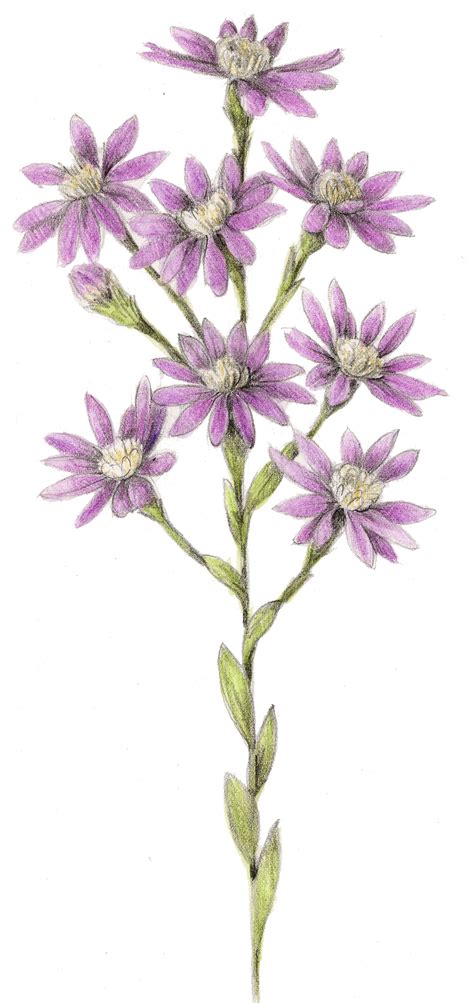 Wild Flowers — Botanical Artist And Illustrator Learn To Draw Art Books