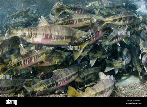 Chum Salmon Oncorhynchus Keta Migrating Up River To Spawn Juneau Alaska