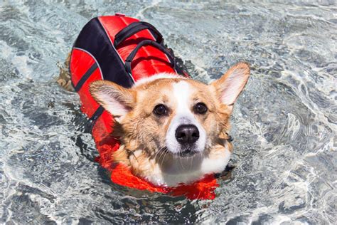 5 Pet Pool Safety Tips For Keeping Furry Friends Safe Around The Water