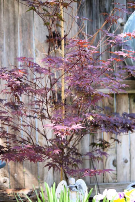 Growing Japanese Maples In Containers · Cozy Little House