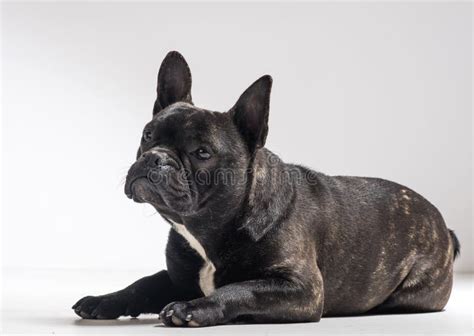 Portrait Of French Bulldog Dog Stock Photo Image Of Studio Isolated