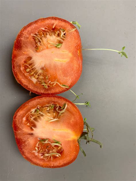 A Weird Tomato Gardening In The Panhandle