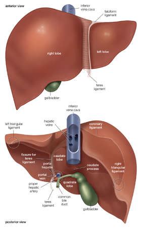 Diagram of the liver is illustrated in detail with neat and clear labelling. Stock Illustration - Anterior and posterior views of the liver