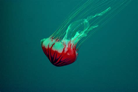 Jellyfish Wallpapers Photos And Desktop Backgrounds Up To 8k 7680x4320 Resolution