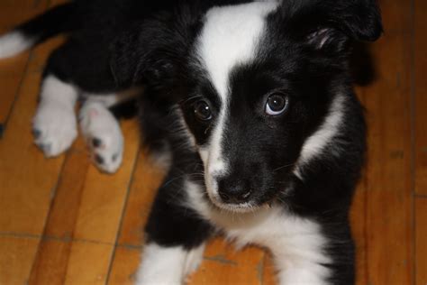 Puppy Border Collie 2 Months Border Collie Blue Merle Border Collies