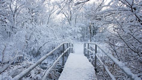 Bridge With Snow Between Snow Covered Trees Hd Winter Wallpapers Hd