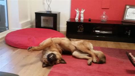 15 Reasons Your German Shepherd Snores And Prevention Tips World Of