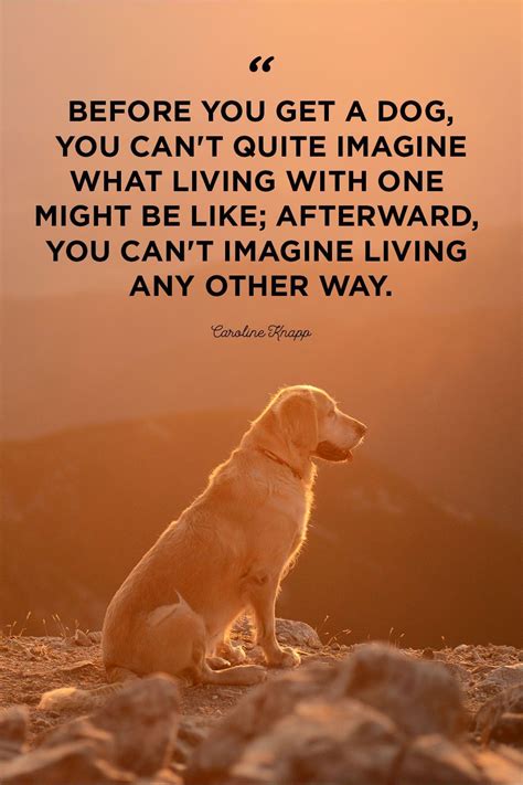 Inspiring Quotes About Dogs Inspiration