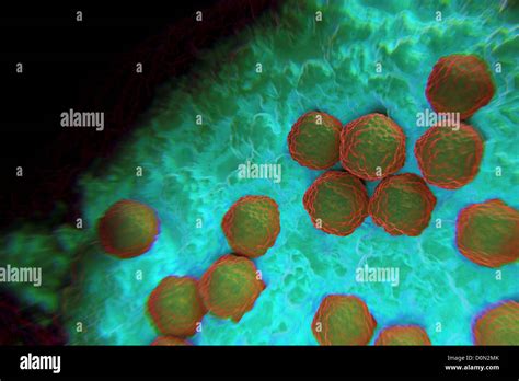 Las Partículas Del Virus De La Rubéola En La Superficie Celular