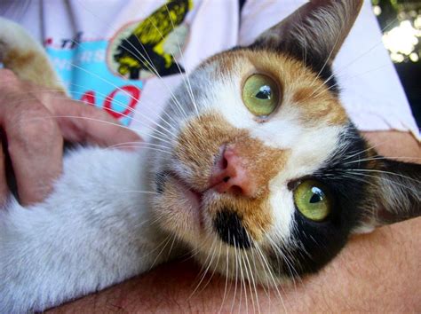 E/3.5mm hook worsted weight yarn in black, brown, and white. Crochetology by Fatima: The Calico Cat Bag