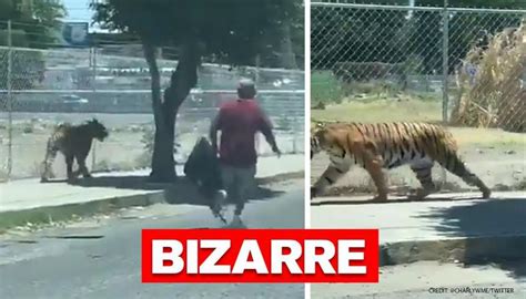 Mexico Men Chase And Capture Tiger On Streets Watch Video