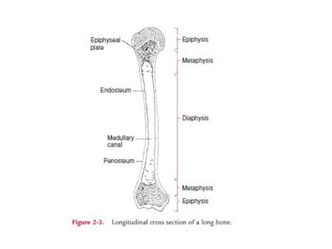 Gross Structure Of Adult Long Bone