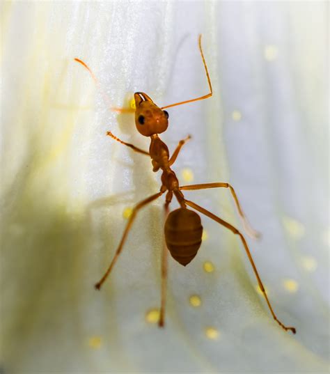 Free Images Fauna Invertebrate Close Up Wasp Pest Macro