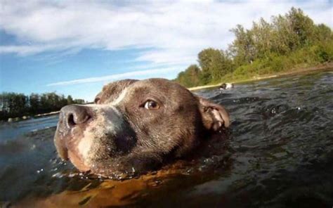 La Increíble Perra Pit Bull Que Salvó Muchas Vidas En Tan Sólo Tres Meses