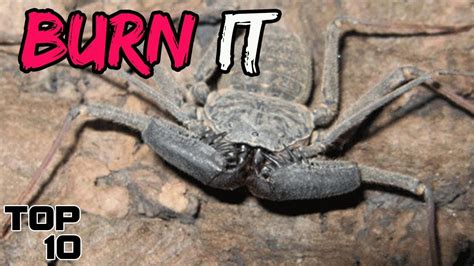 Top 10 Scary Bugs That Might Live In Your House 10 Top Buzz