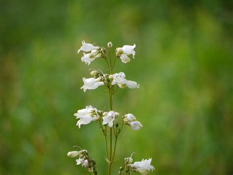 Little White Bell Flowers Flickr Photo Sharing
