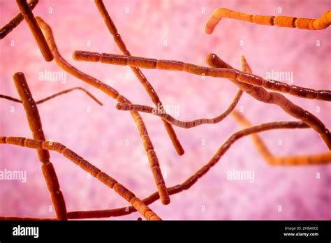 Nocardia Brasiliensis Bacteria Hi Res Stock Photography And Images Alamy