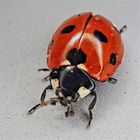 Coccinella Septempunctata 7 Spotted Lady Beetle 10000 Things Of