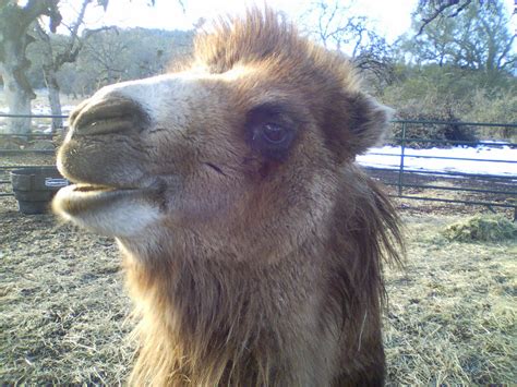 There are 159 bactrian camel for sale on etsy, and they cost ca$23.48 on average. Camel &: Yearling Bactrian Camels for Sale (photos)