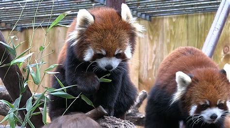 Utica Zoo To Host International Red Panda Day