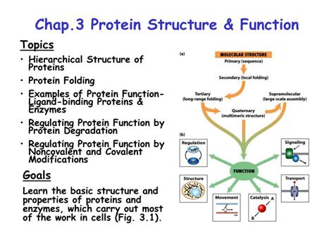 PPT Chap 3 Protein Structure Function PowerPoint Presentation Free