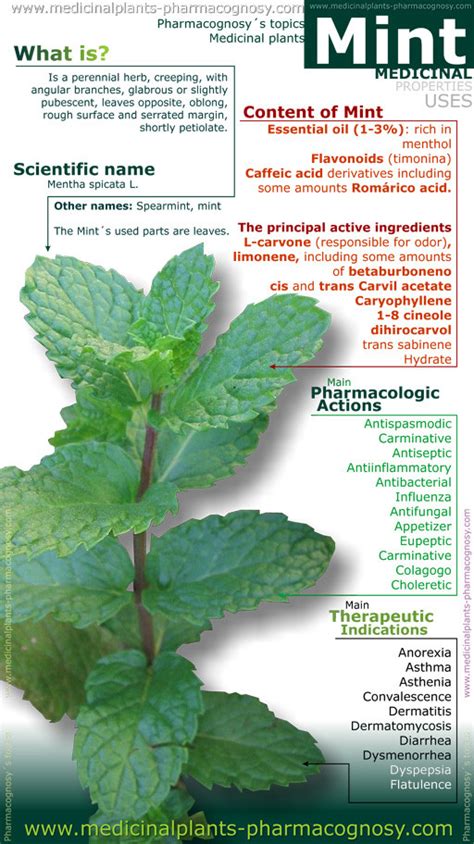 Mint Benefits Infography Pharmacognosy Medicinal Plants