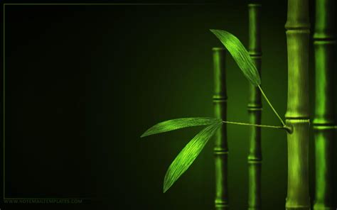 Bamboo Wallpapers Wallpaper Cave