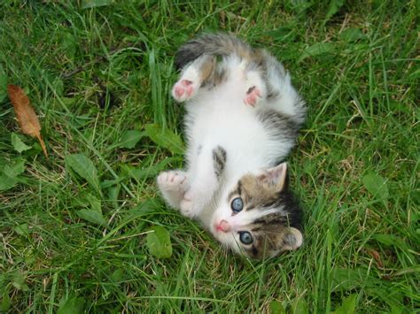 Filestray Kitten Rambo001 Wikipedia