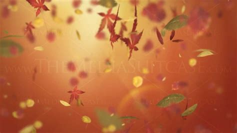 Falling Autumn Leaves Background Loop Orange Youtube
