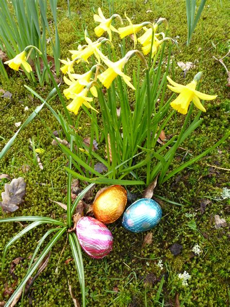 Chocolate Foil Easter Eggs With Yellow Daffodils Creative Commons Stock