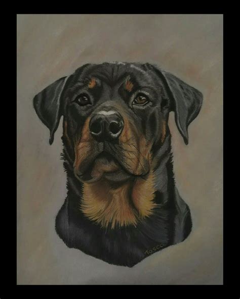 My Drawing Rottweiler Tosca Drawings Rottweiler Animals