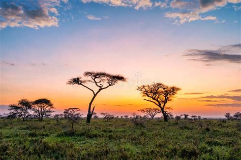 Beautiful Sunset With Dramatic Sky In African Savanna Stock Photo